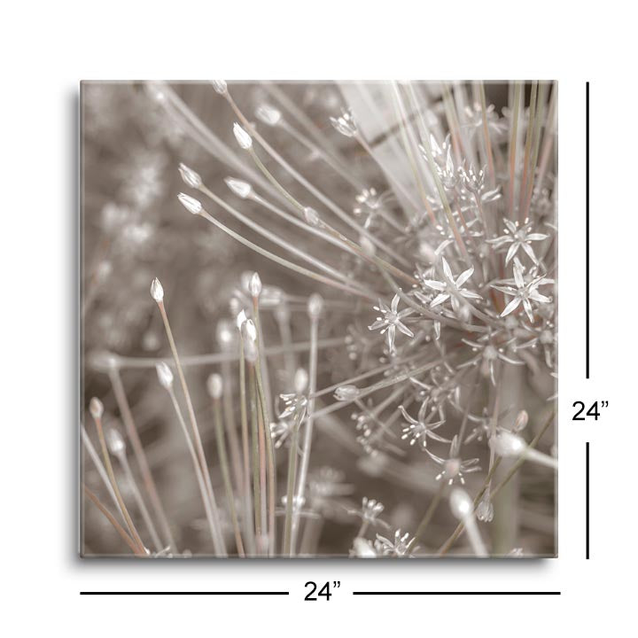Silver Alliums  | 12x12 | Glass Plaque