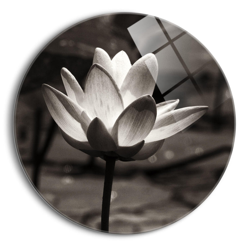 Lotus Flower VII Sq | 24x24 Circle | Glass Plaque