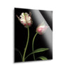 Parrot Tulips I (two tulips)  | 12x16 | Glass Plaque